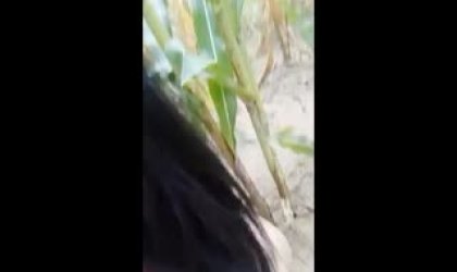 颜值骚逊的村姑女主播礼物刷到500块到玉米地里电动鸡巴插逼电